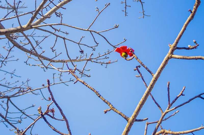  木棉与异木棉：植物学视角下的花期差异与识别指南 文化旅游