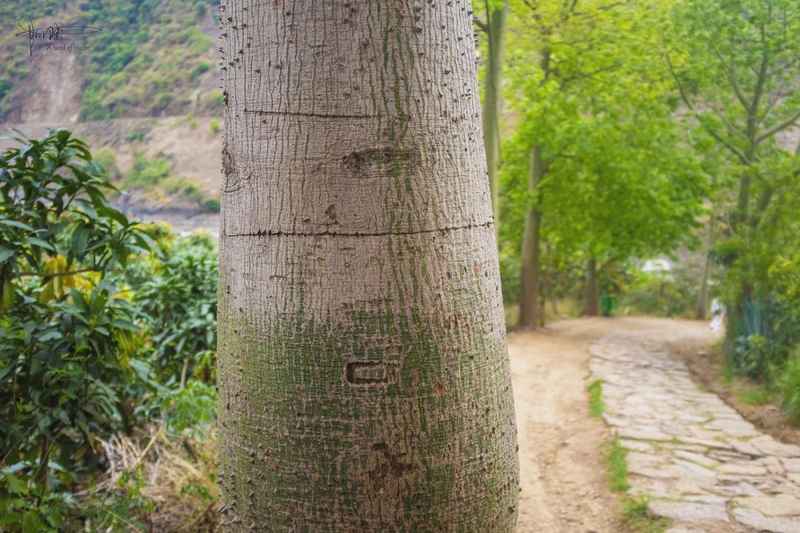  木棉与异木棉：植物学视角下的花期差异与识别指南 文化旅游