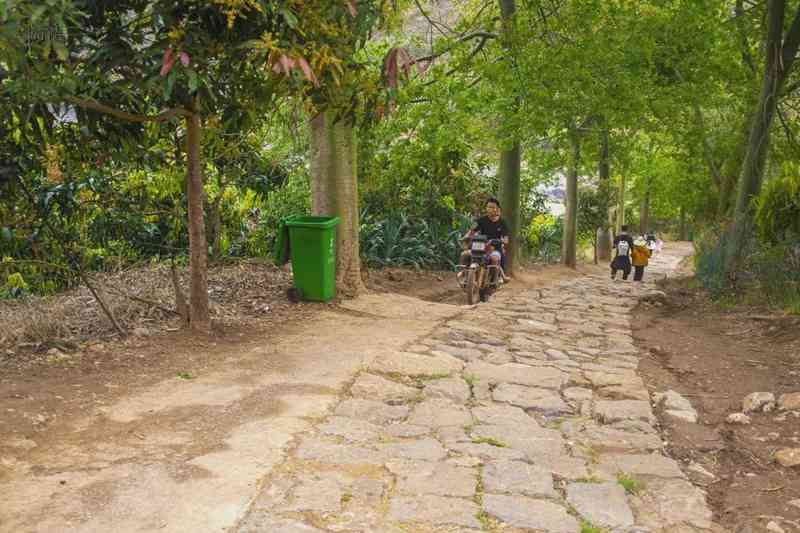  木棉与异木棉：植物学视角下的花期差异与识别指南 文化旅游