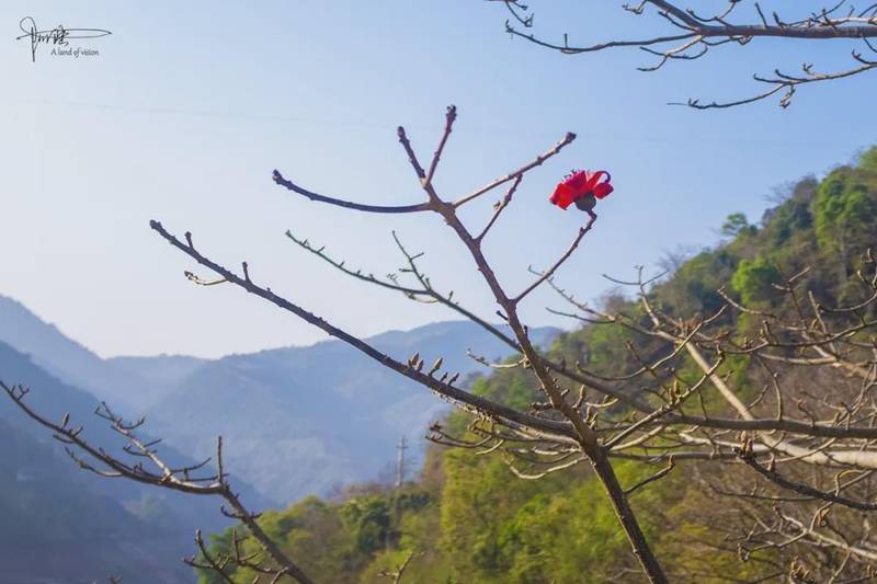  木棉与异木棉：植物学视角下的花期差异与识别指南 文化旅游